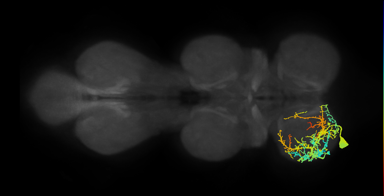 prothoracic sternotrochanter extensor muscle motor neuron