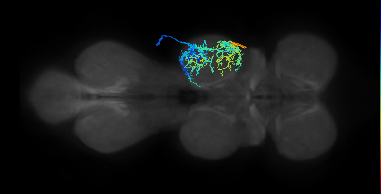 lineage 17 secondary neuron