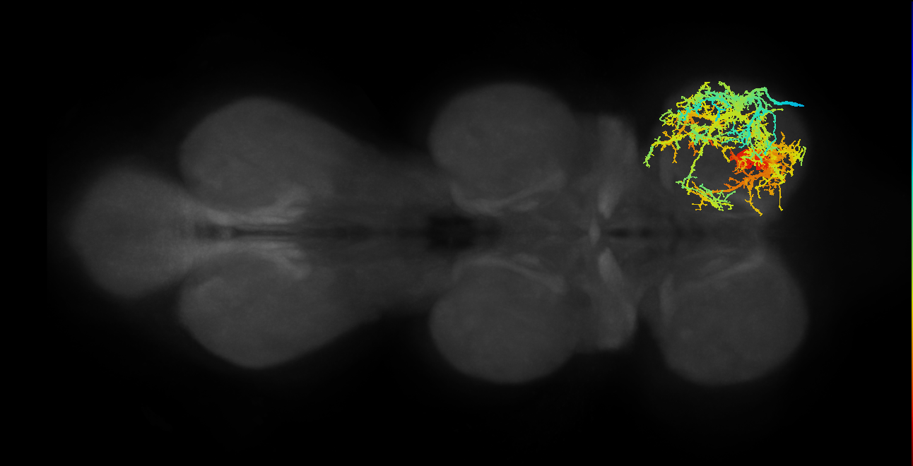 lineage 17 secondary neuron