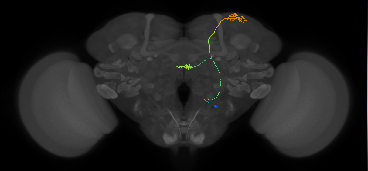 SA3_bilateral_R (MaleCNS:92115)