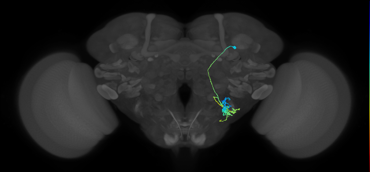 adult WEDd1 lineage neuron