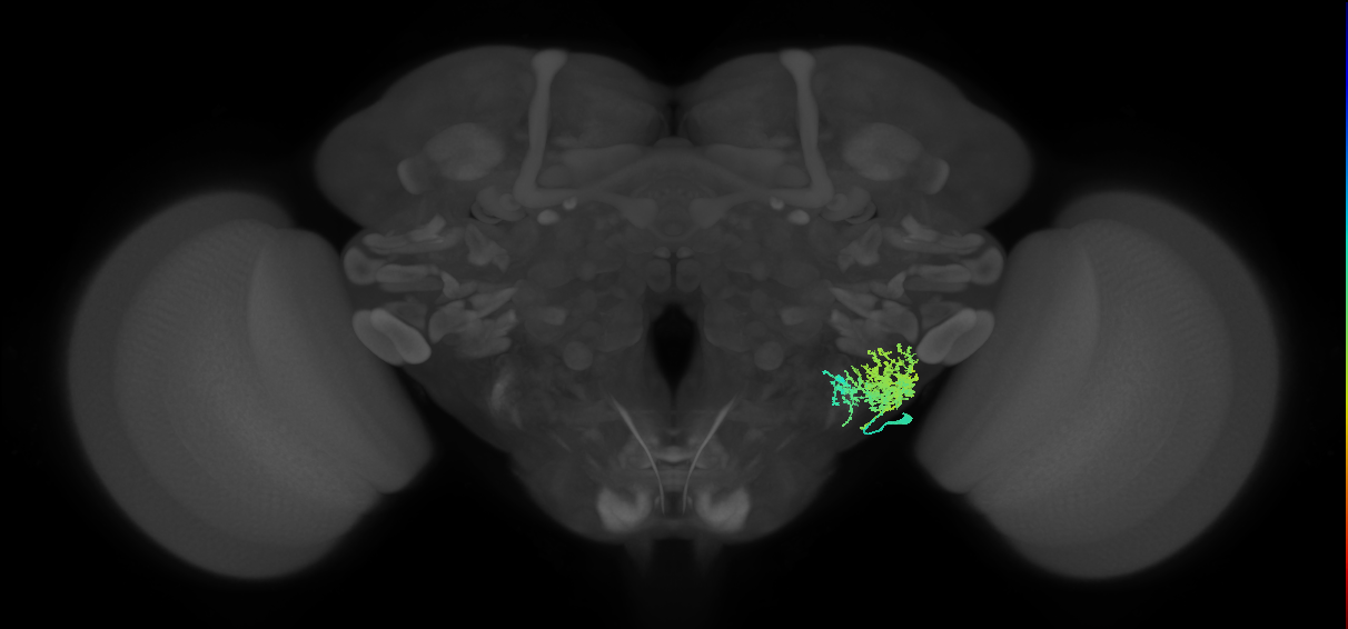 adult WEDa1 lineage neuron