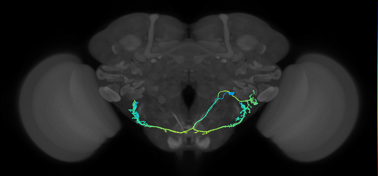 adult CB1817b neuron