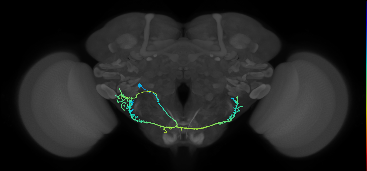 adult CB1817b neuron