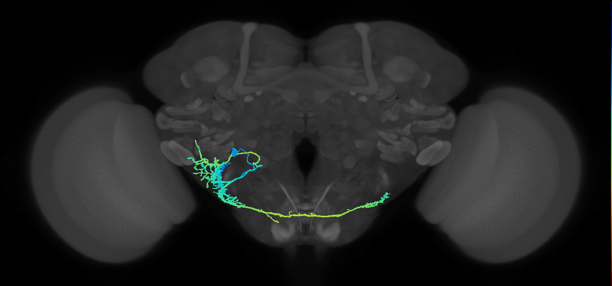 adult CB1817a neuron