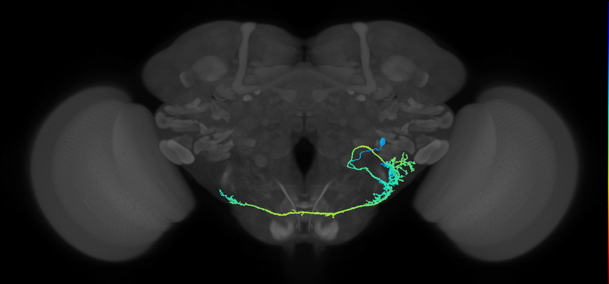 adult CB1817a neuron