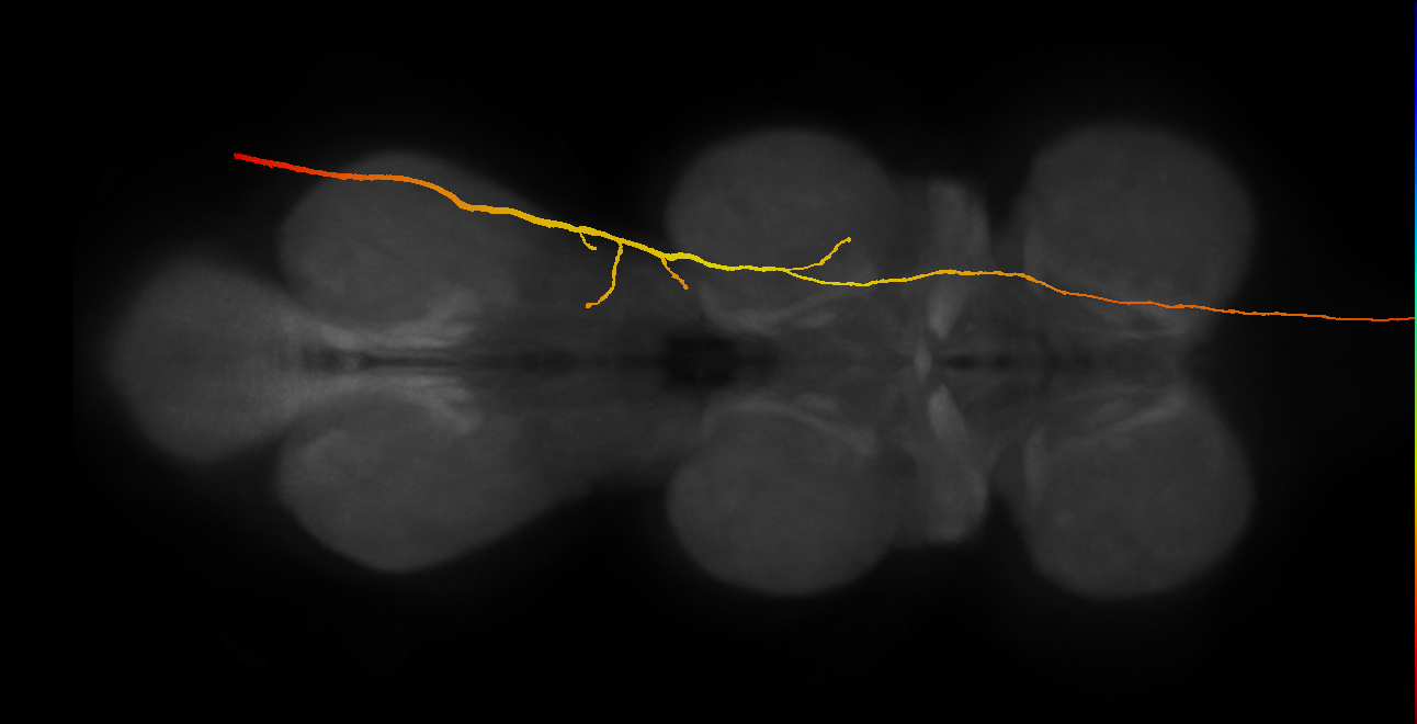 sensory neuron of haltere campaniform sensillum