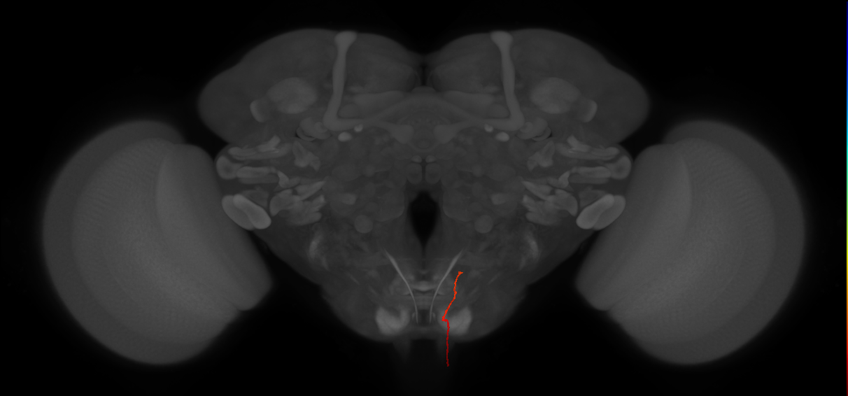 adult PNS neuron