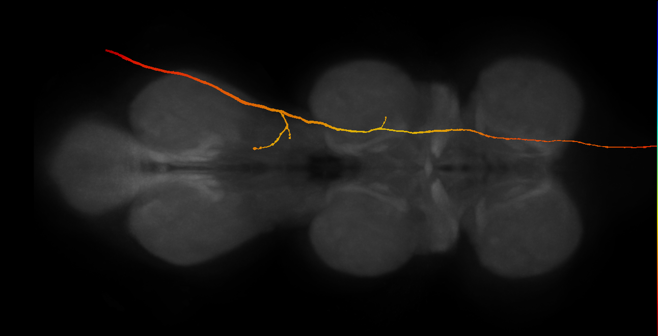 adult PNS neuron