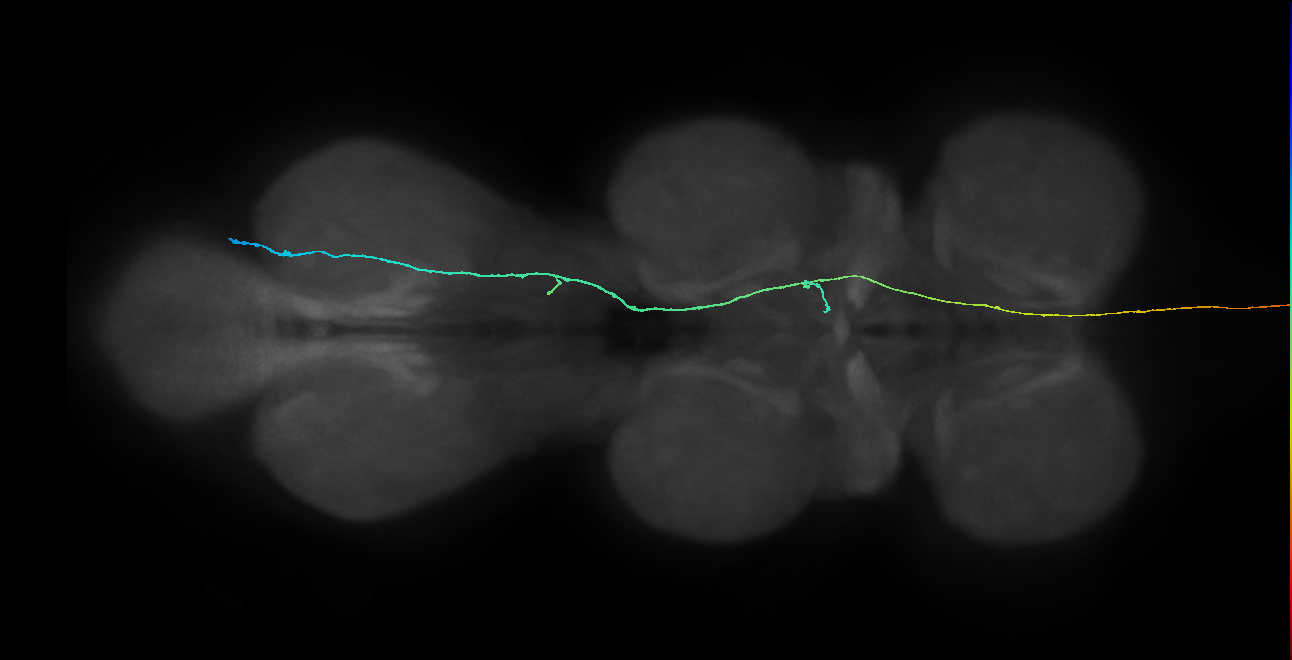SApp23_R (MaleCNS:218015)