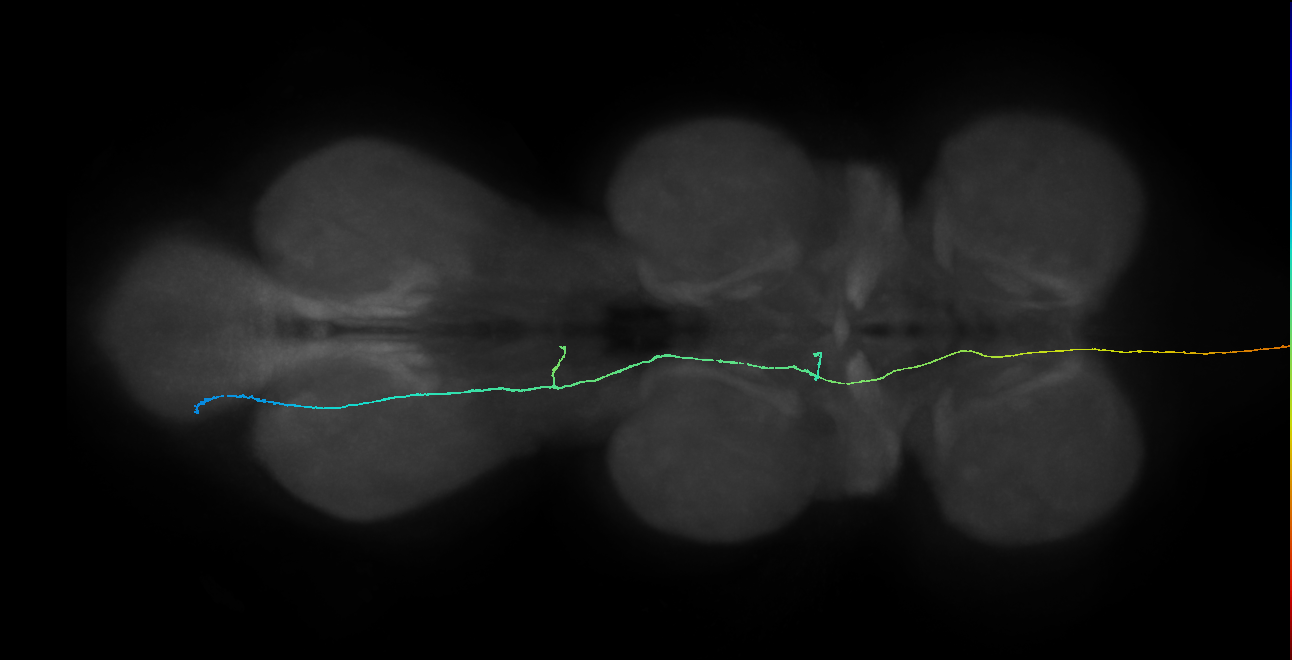 SApp23_L (MaleCNS:258676)