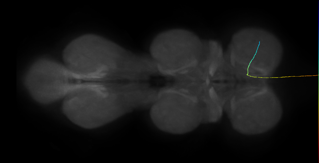 SApp23_R (MaleCNS:107573)