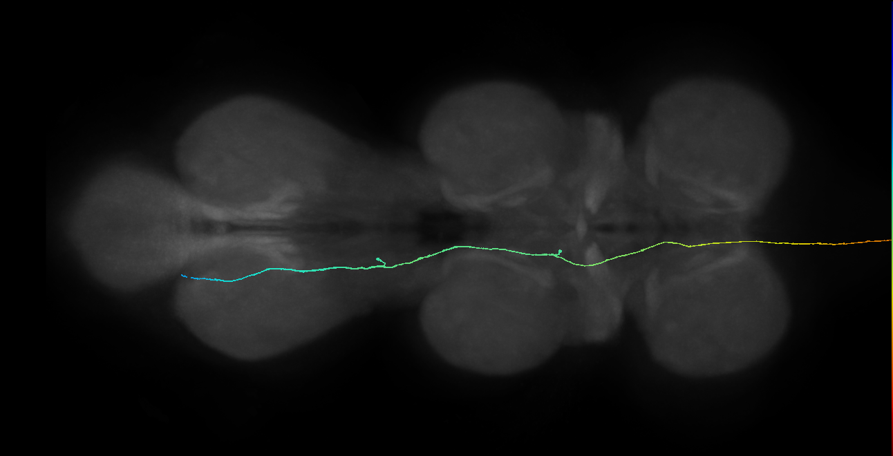 SApp23_L (MaleCNS:266941)