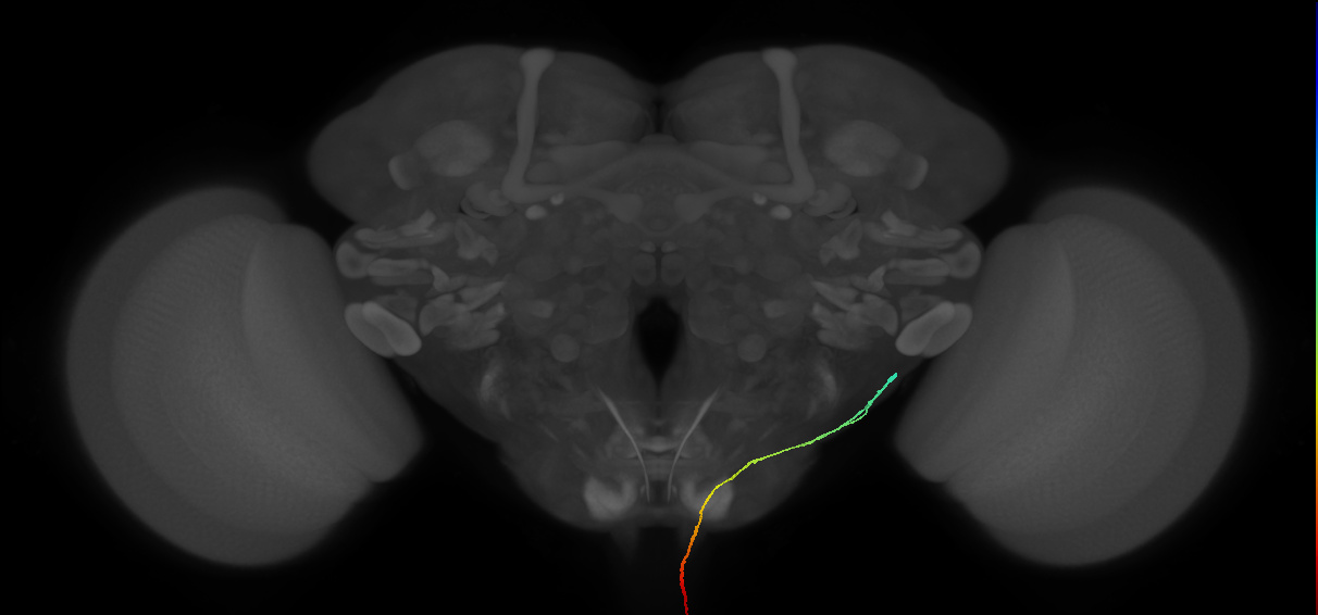 SApp23_R (MaleCNS:262161)