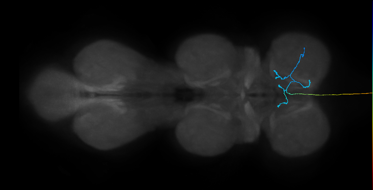 SAxx02_R (MaleCNS:513585)
