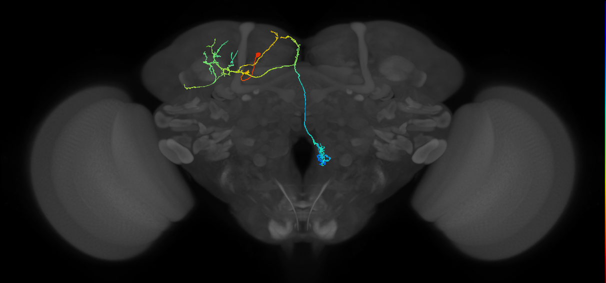adult doublesex pCd-1 neuron