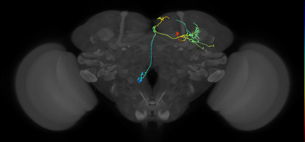 adult doublesex pCd-1 neuron