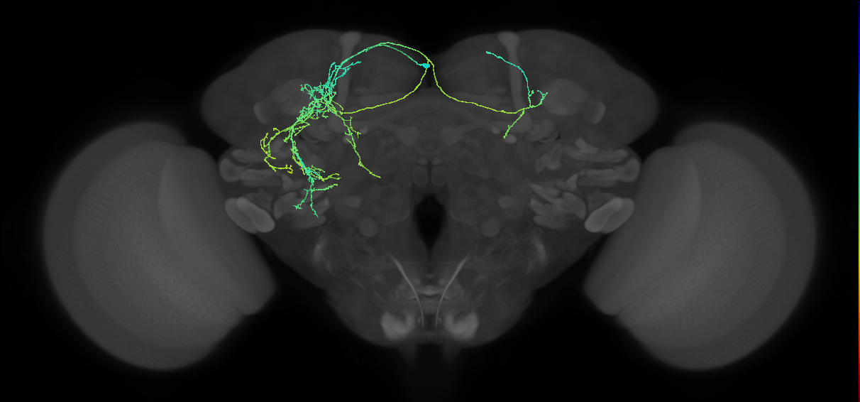 adult SMPad1 (male) lineage neuron