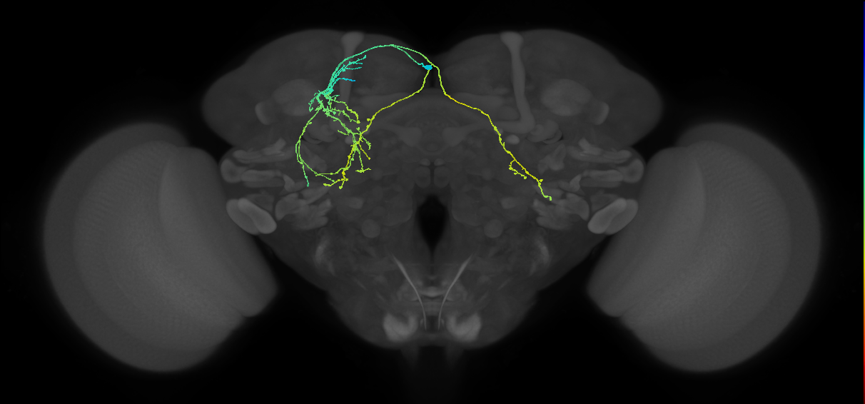adult SMPad1 (male) lineage neuron