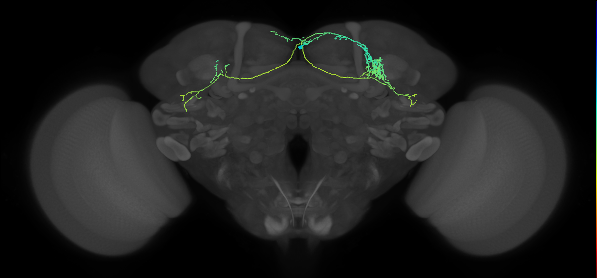 SIP122m_R (MaleCNS:273433)