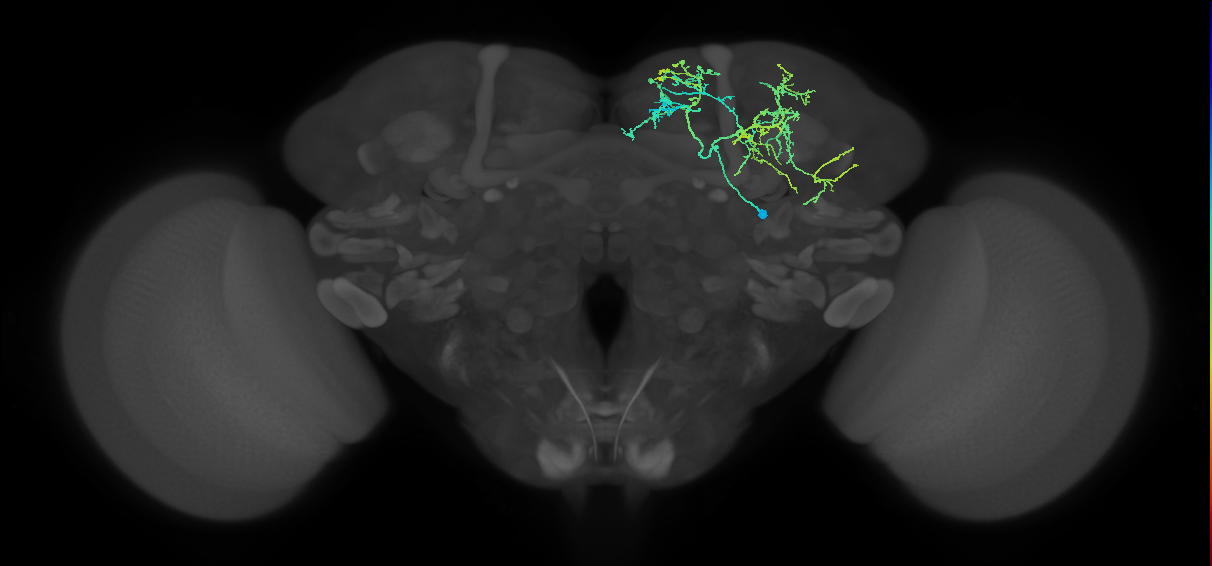 adult fruitless aDT-d (male) neuron