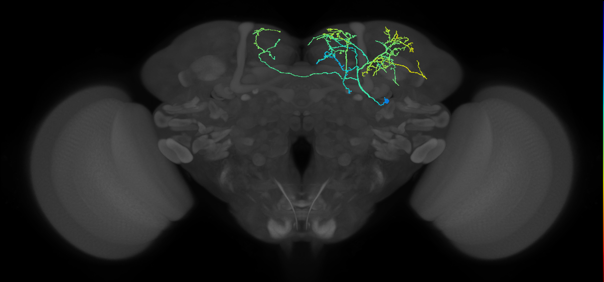 adult fruitless aDT-d (male) neuron