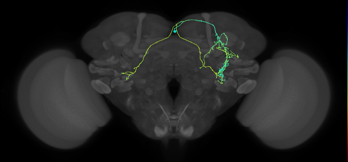 SIP145m_R (MaleCNS:526086)