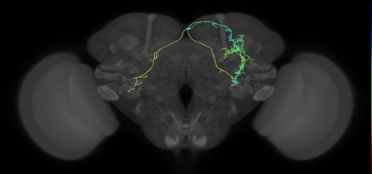 SIP146m_R (MaleCNS:578193)