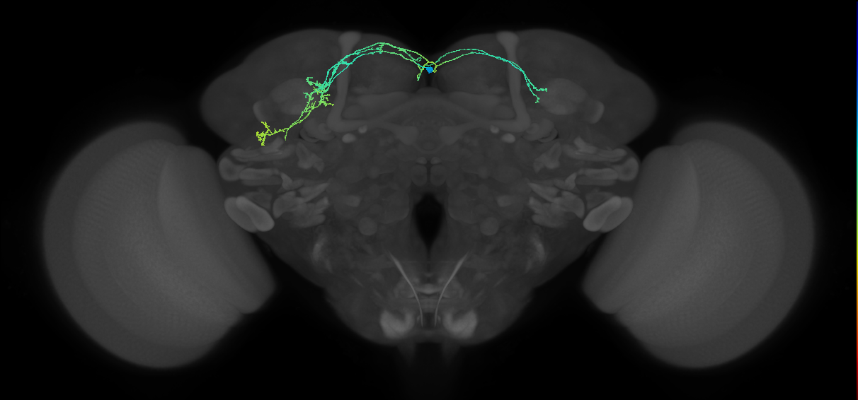 adult SMPad1 (male) lineage neuron