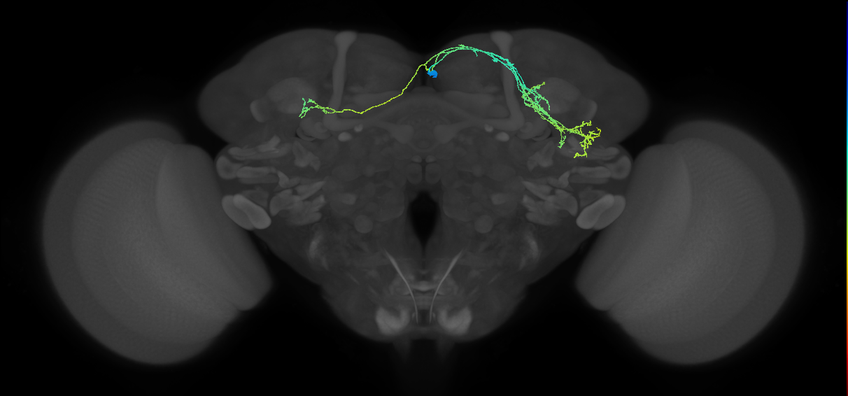 adult SMPad1 (male) lineage neuron
