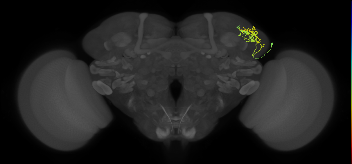 SLP002_R (MaleCNS:43852)