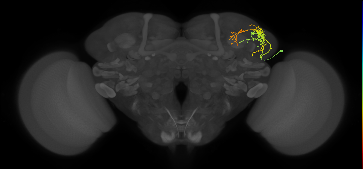 SLP002_R (MaleCNS:39625)