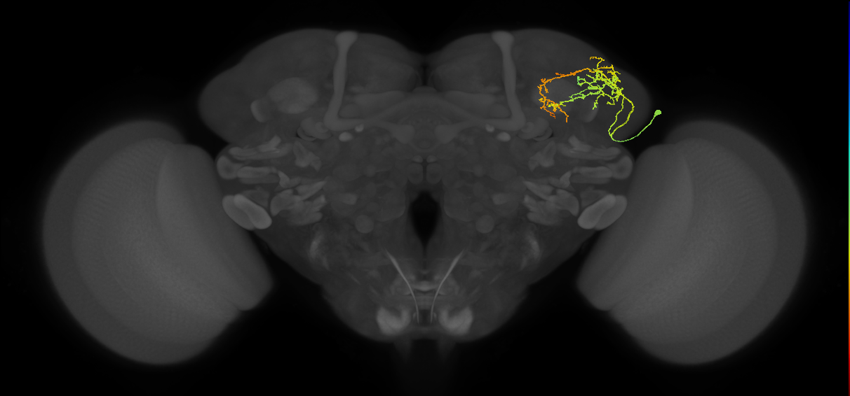 SLP002_R (MaleCNS:49166)