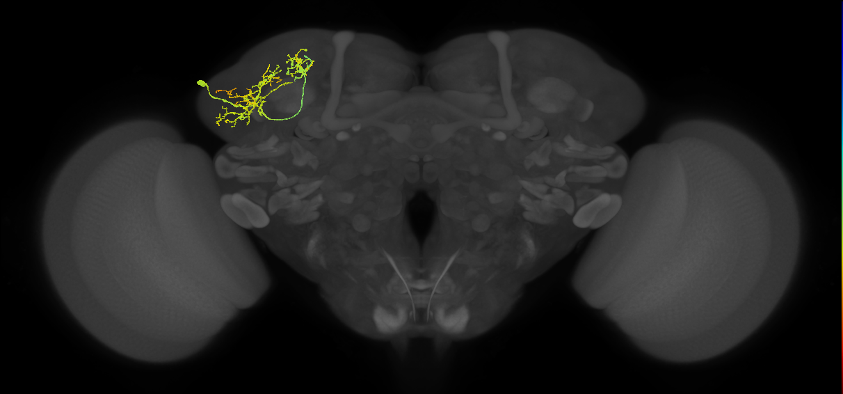 SLP018_L (MaleCNS:62738)