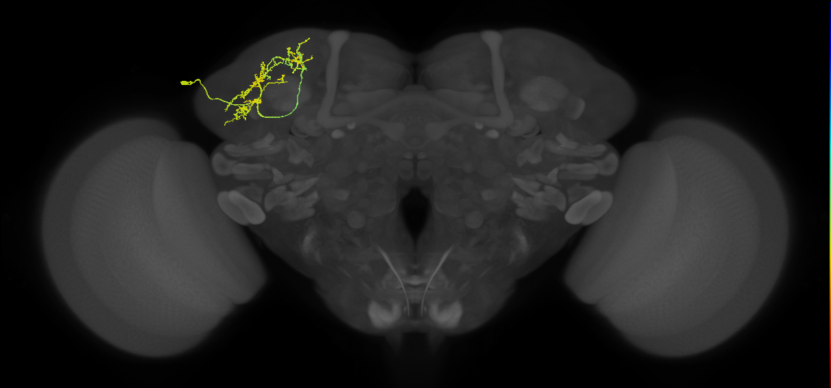 SLP018_L (MaleCNS:92696)