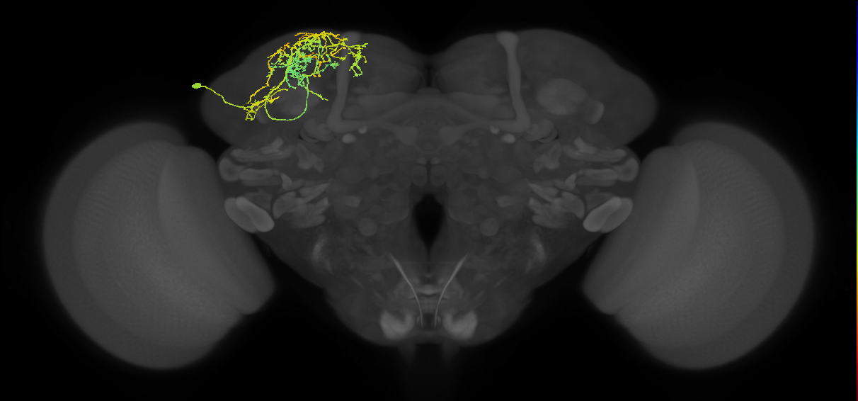 SLP021_L (MaleCNS:26259)