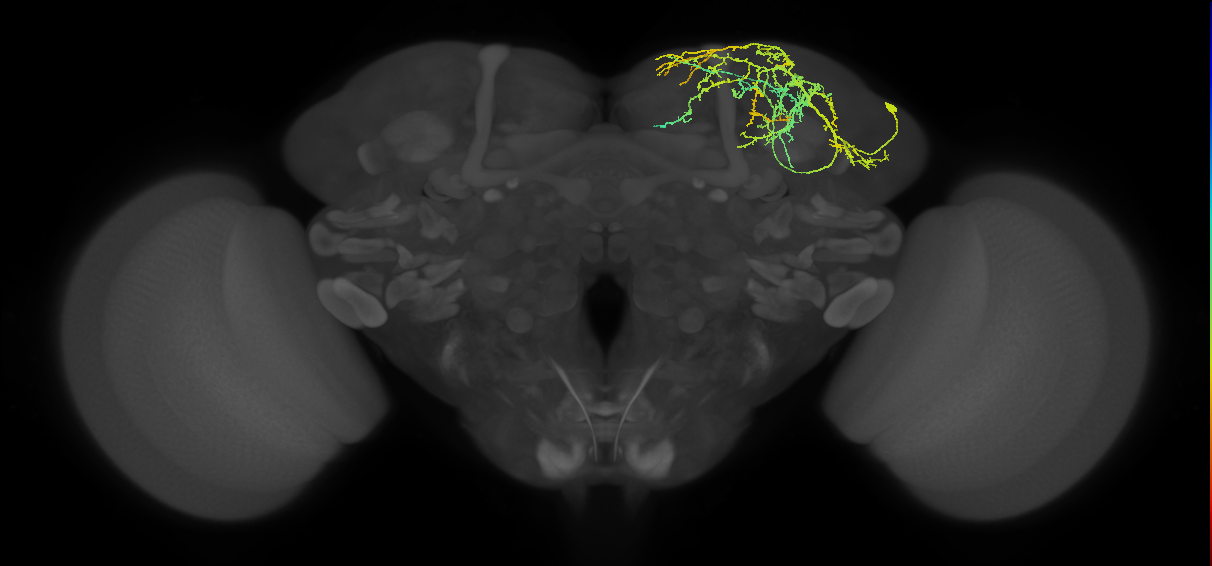 adult SLPal1 lineage neuron