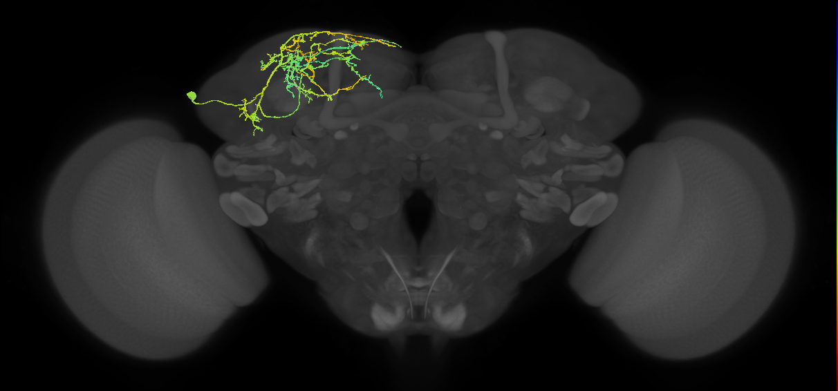 SLP021_L (MaleCNS:515996)