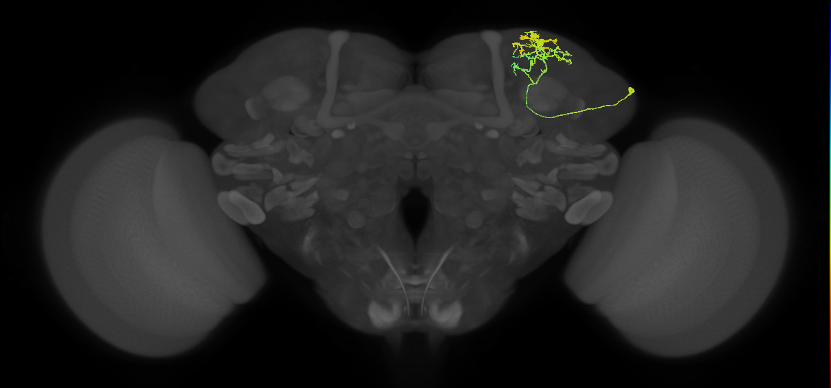 SLP022_R (MaleCNS:53761)