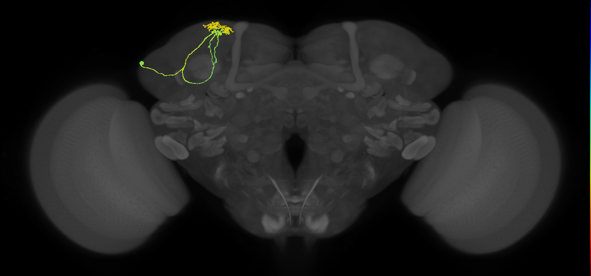 SLP024_L (MaleCNS:55784)