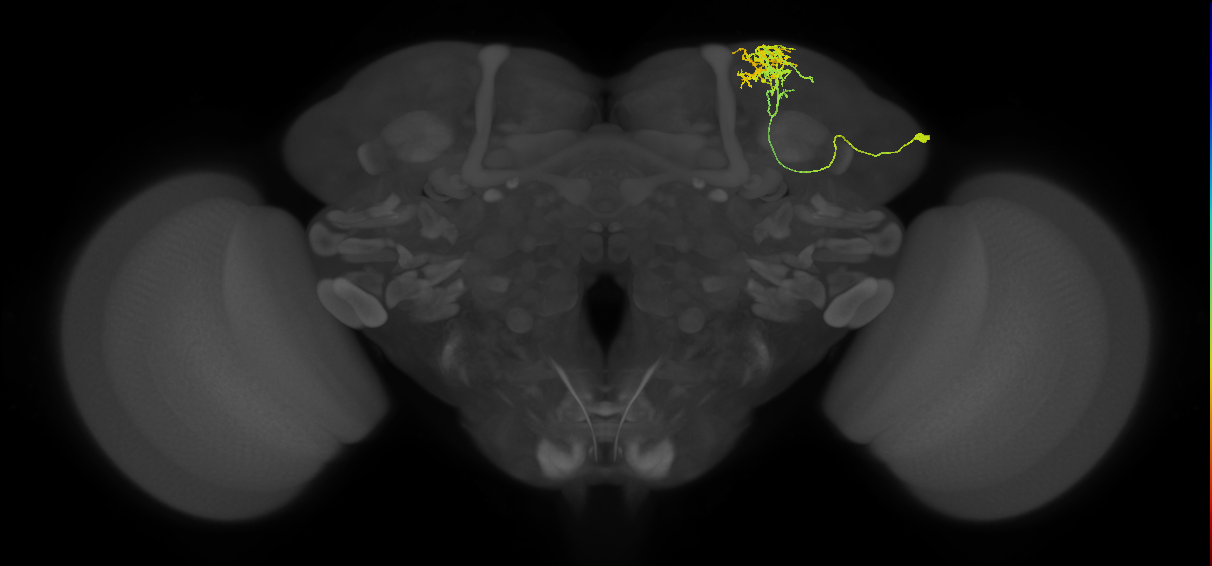SLP024_R (MaleCNS:47070)