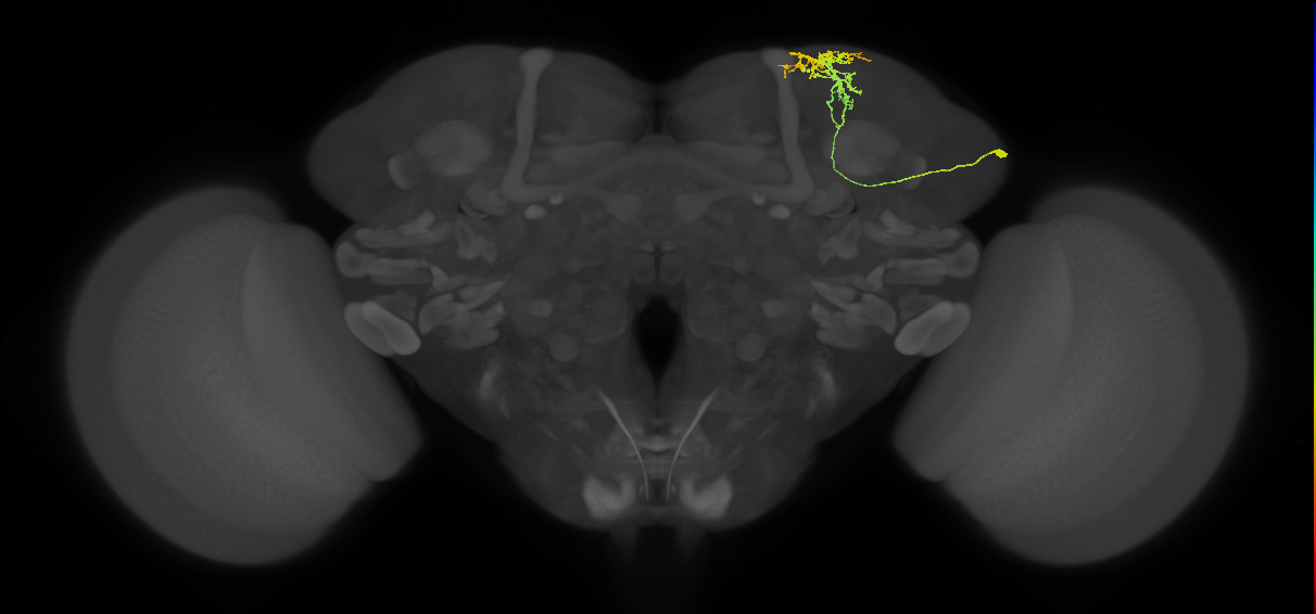 SLP024_R (MaleCNS:43938)