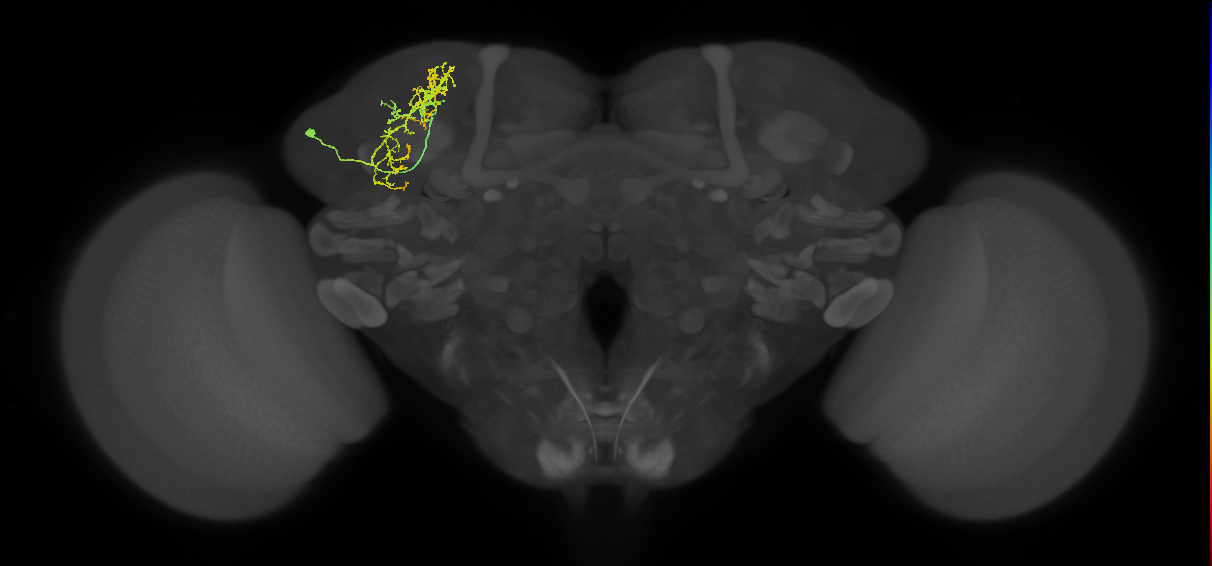 SLP036_L (MaleCNS:121303)