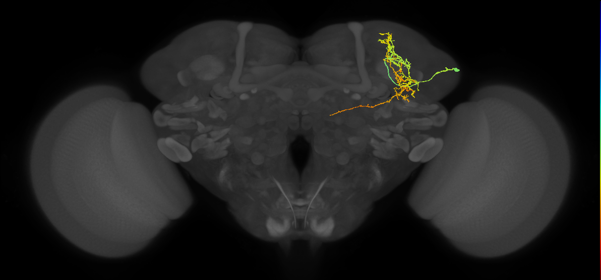 SLP036_R (MaleCNS:522309)