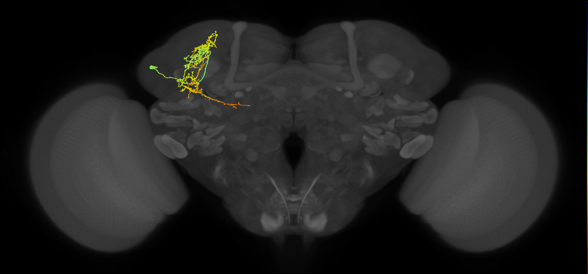 SLP036_L (MaleCNS:26323)