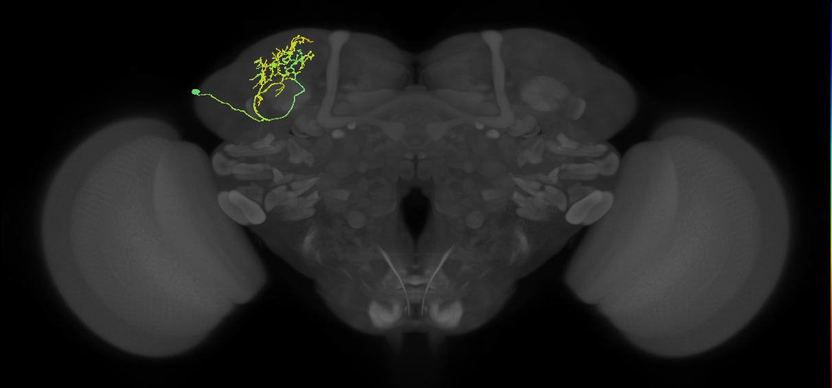 SLP044_d_L (MaleCNS:100866)