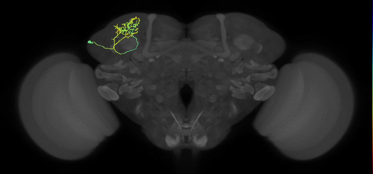 SLP044_d_L (MaleCNS:102967)