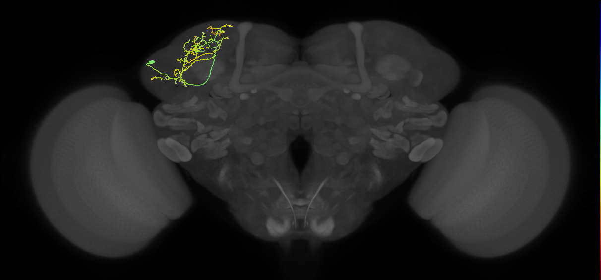 SLP046_L (MaleCNS:36262)