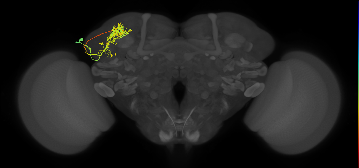 SLP058_L (MaleCNS:42183)