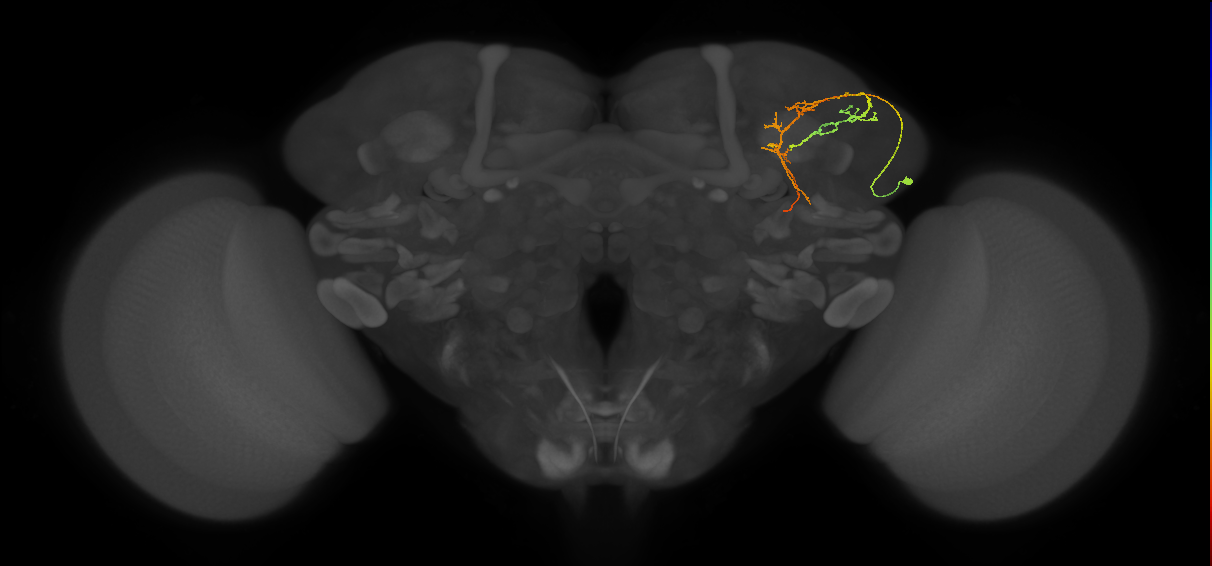 SLP082_R (MaleCNS:50863)